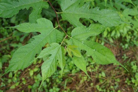 kozo tear-leaf